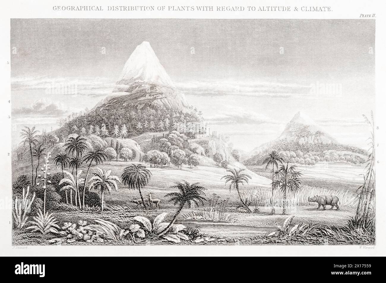 1872 viktorianisches botanisches Bild in William Rhind: Geographische Verteilung der Pflanzen unter Berücksichtigung von Höhe und Klima. Frühklimatheorie. Stockfoto