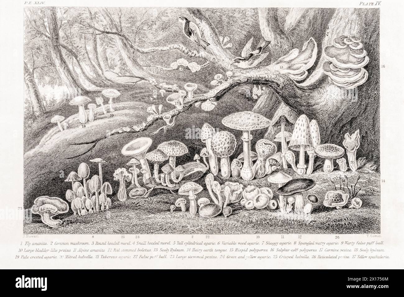 1872 viktorianisches botanisches Bild in William Rhind: Pilz - Pilzpflanzen. Zeigt einen ganzen Haufen gängiger britischer und europäischer Pilzarten. Stockfoto