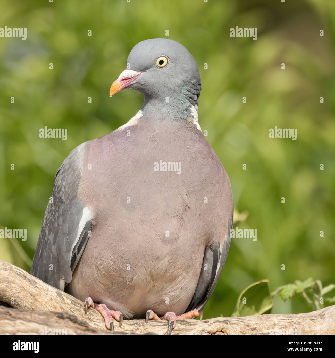 Holztaube, hoch über einem Bedfordshire Garden, britische Vögel Stockfoto