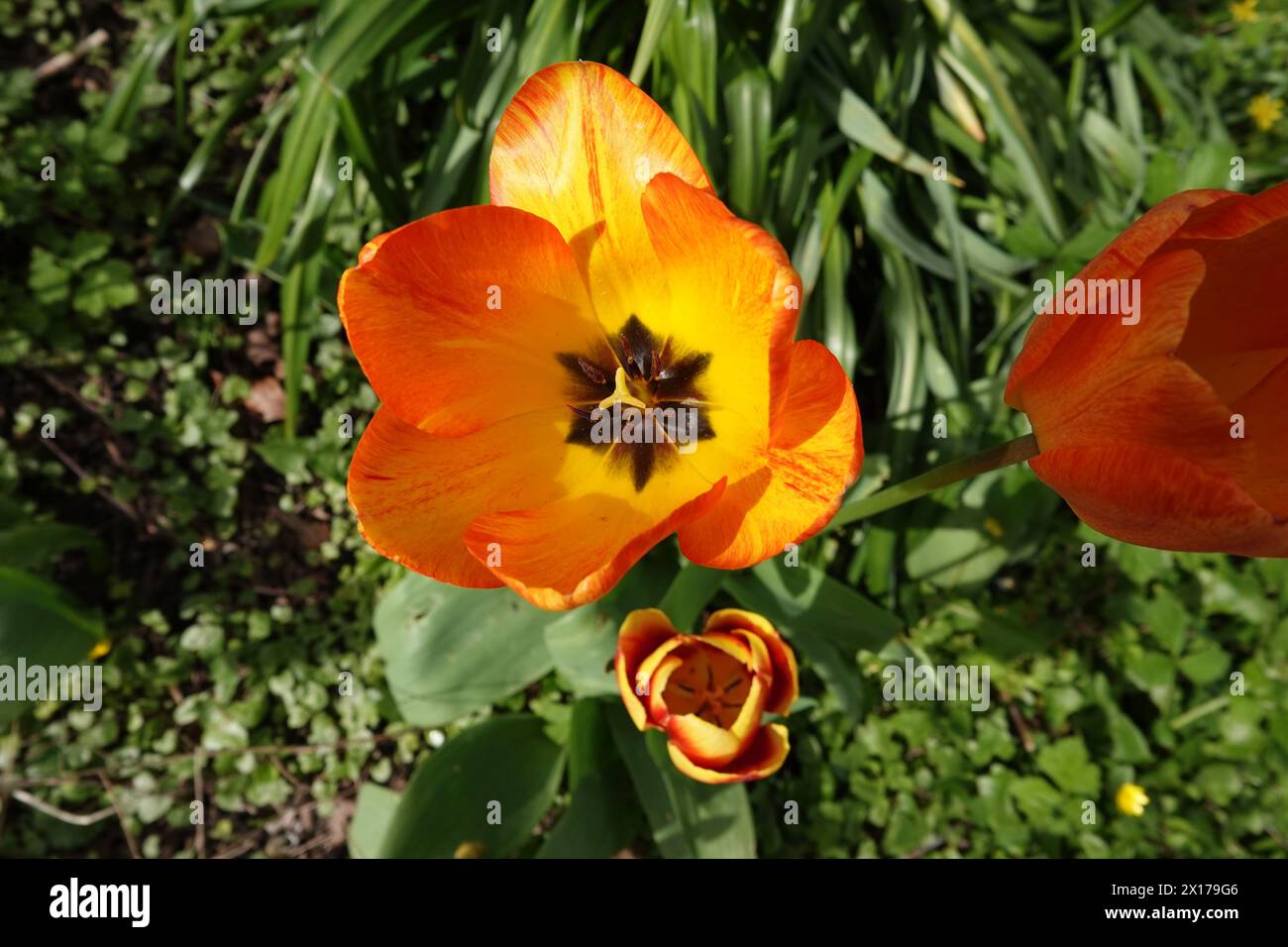 Spring UK, orange und gelbe Tulpen Stockfoto