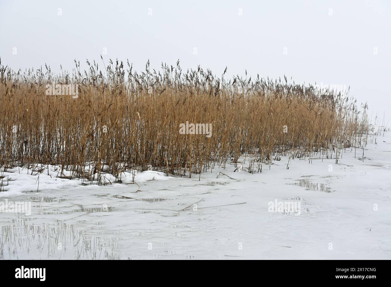 Schilf auf dem See im Winter in nist Stockfoto