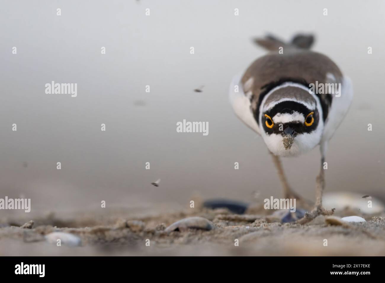 Watvögel oder Ufervögel, kleiner Ringpfeifer (Charadrius dubius) am Strand. Stockfoto