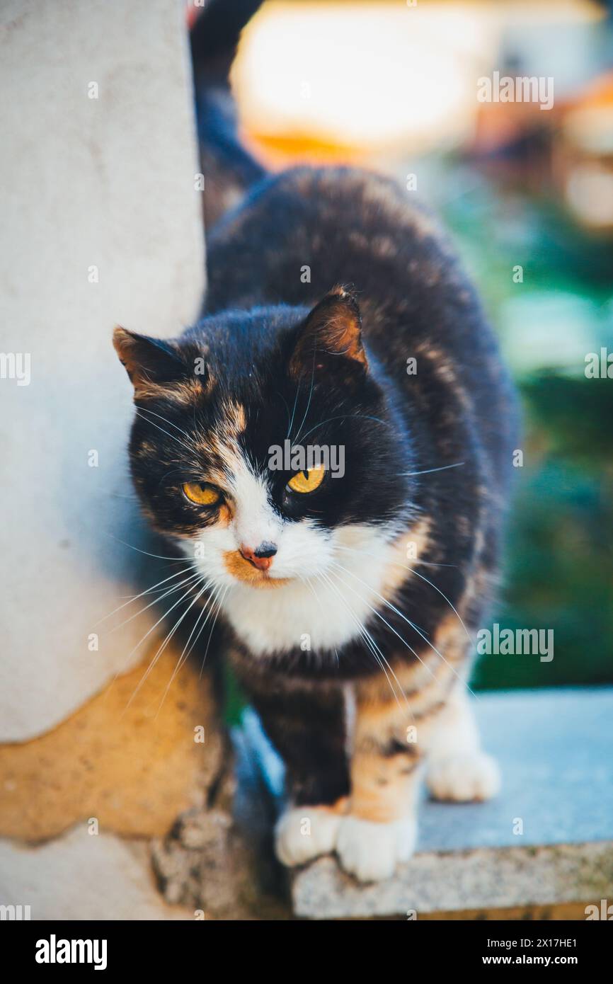Wunderschöne Schildpatt-Katze Stockfoto