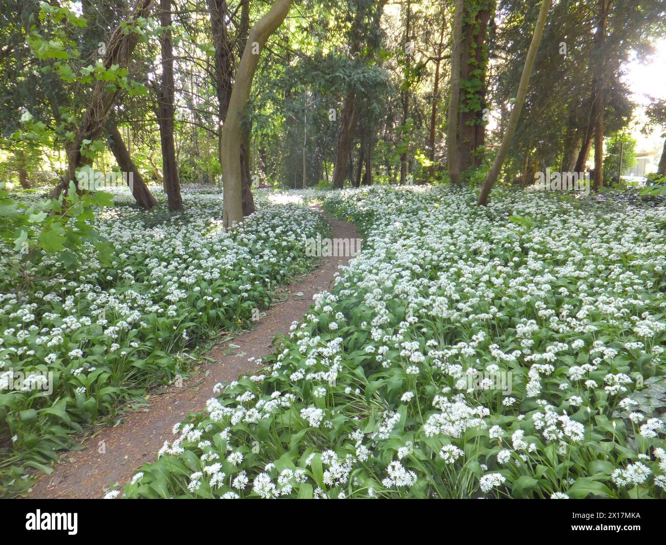 Ransoms, (Allium ursinum), auch bekannt als wilder Knoblauch, Buchramm, Knoblauch mit breitem Schaft und Knoblauch, der unter den Bäumen in einem kleinen Holz in der cen blüht Stockfoto