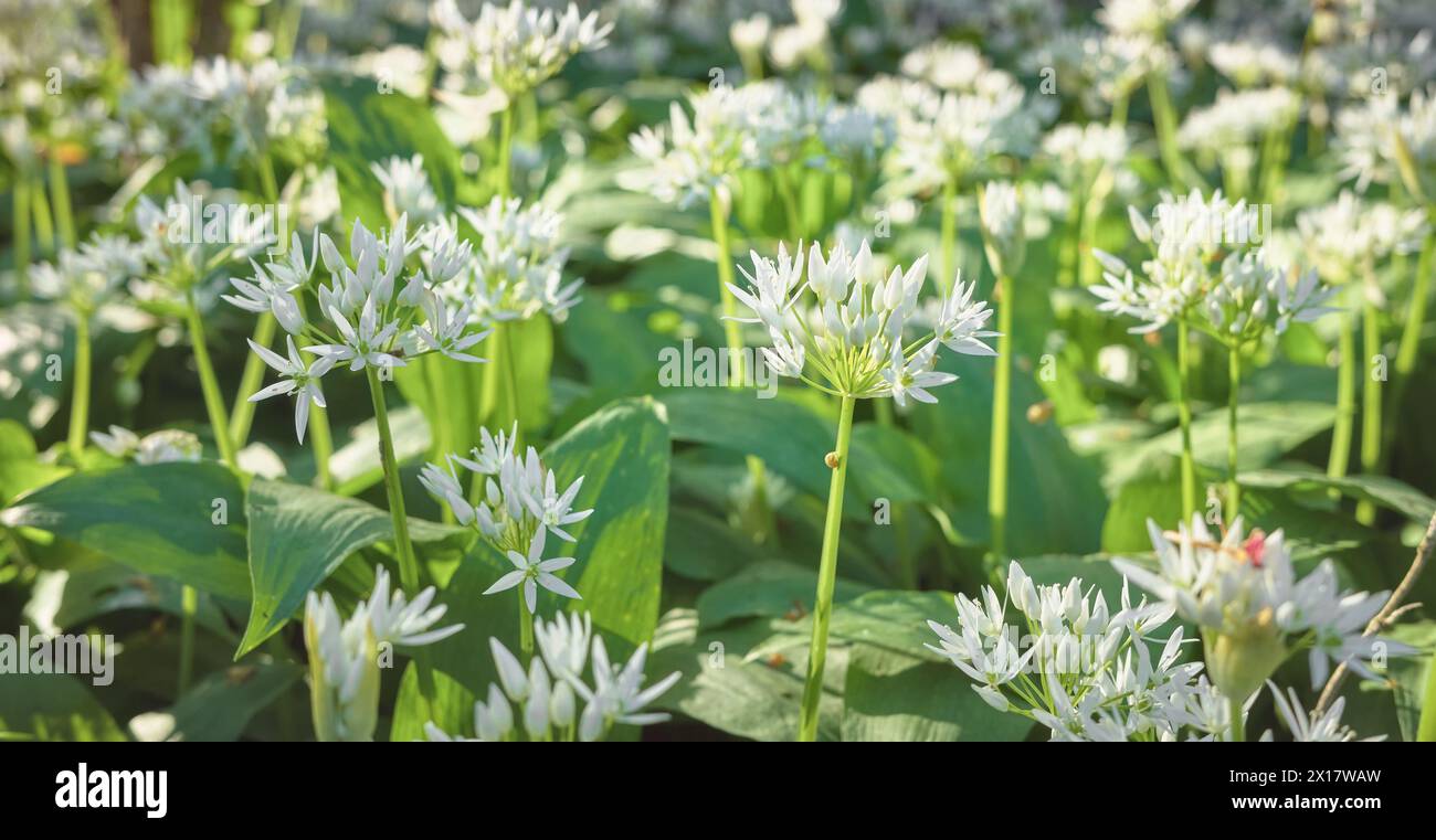 Blühender WildKnoblauch (Allium ursinum) im Gradowe Zbocze Nature Reserve, einem Waldreservat in der Woiwodschaft Westpommern, selektiver Fokus, Polen. Stockfoto