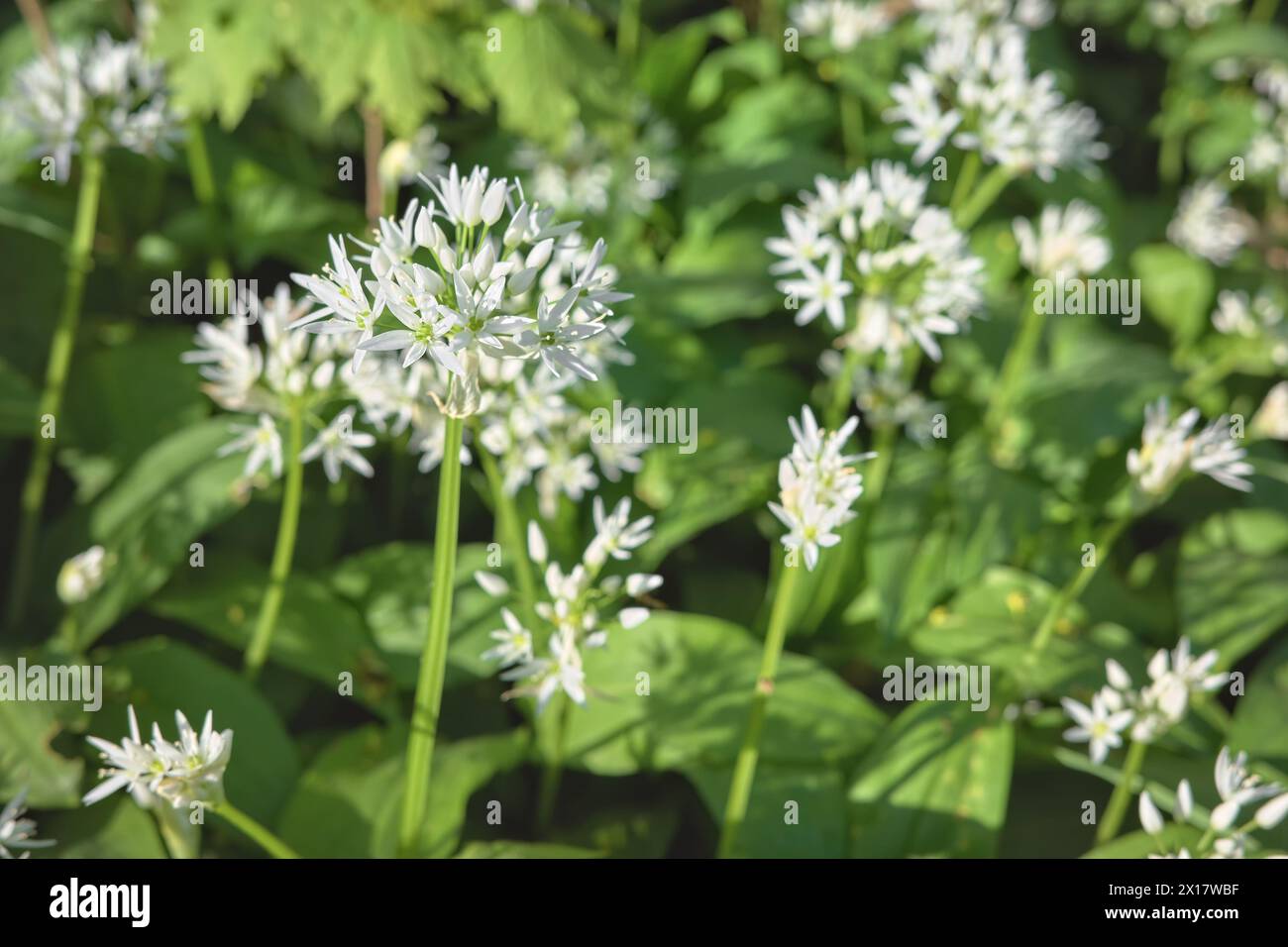 Blühender WildKnoblauch (Allium ursinum) im Gradowe Zbocze Nature Reserve, einem Waldreservat in der Woiwodschaft Westpommern, selektiver Fokus, Polen. Stockfoto