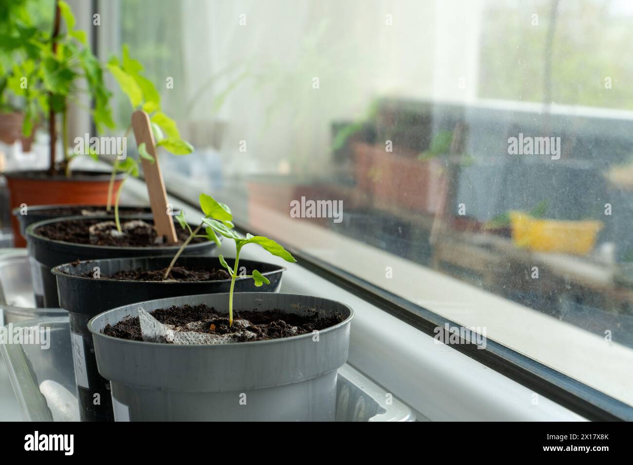 Keimung von Indoor-Pflanzensprossen. Junge Pflanzensetzlinge wachsen auf einer Fensterbank - die Probe, wie man Zimmerpflanzen in einer Wohnung züchtet. Stockfoto