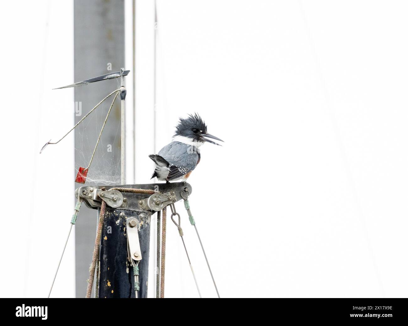 Belted Kingfisher Female ruft oben auf dem Bootsmast an Stockfoto