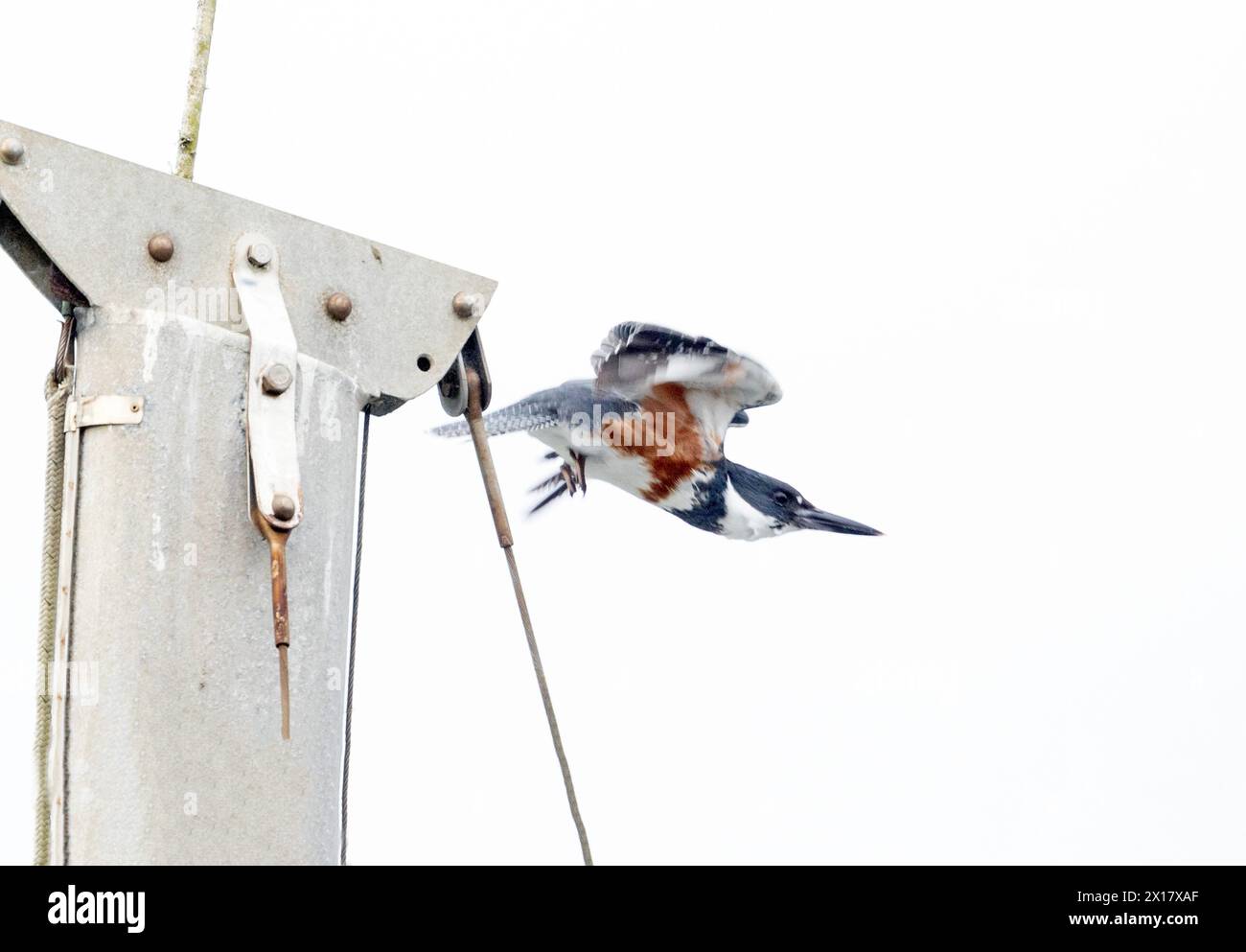 Belted Kingfisher Female startet vom Top of Boat Mast Stockfoto