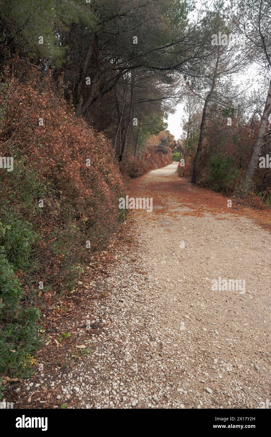 Der Weg zu einem Wald, der verbrannt ist. Stockfoto
