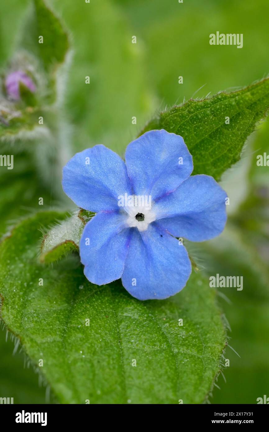 Detaillierte Nahaufnahme der hellblauen Blume des immergrünen Bugloss oder grünen Alkanets, Pentaglottis sempervirens Stockfoto
