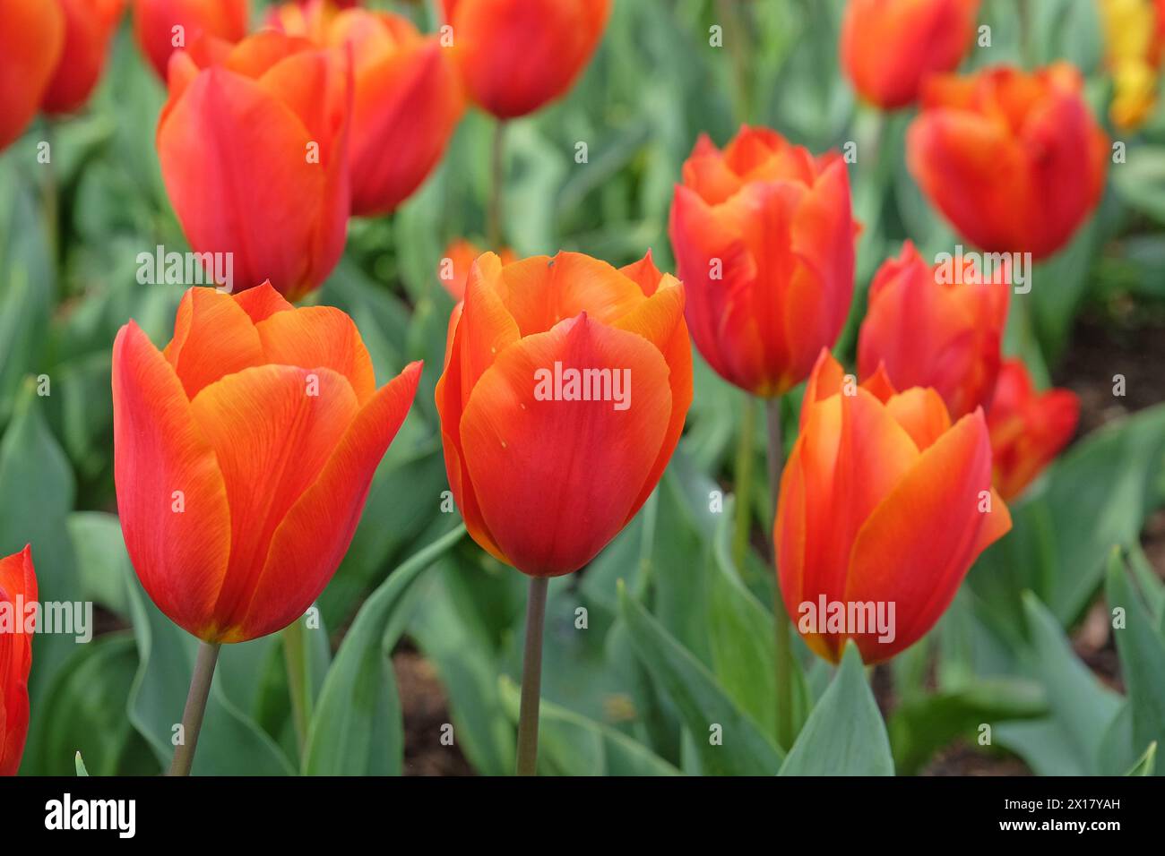 Orangefarbene und rote Triumphtulpe, Tulpe „Königsorange“ in Blüte. Stockfoto