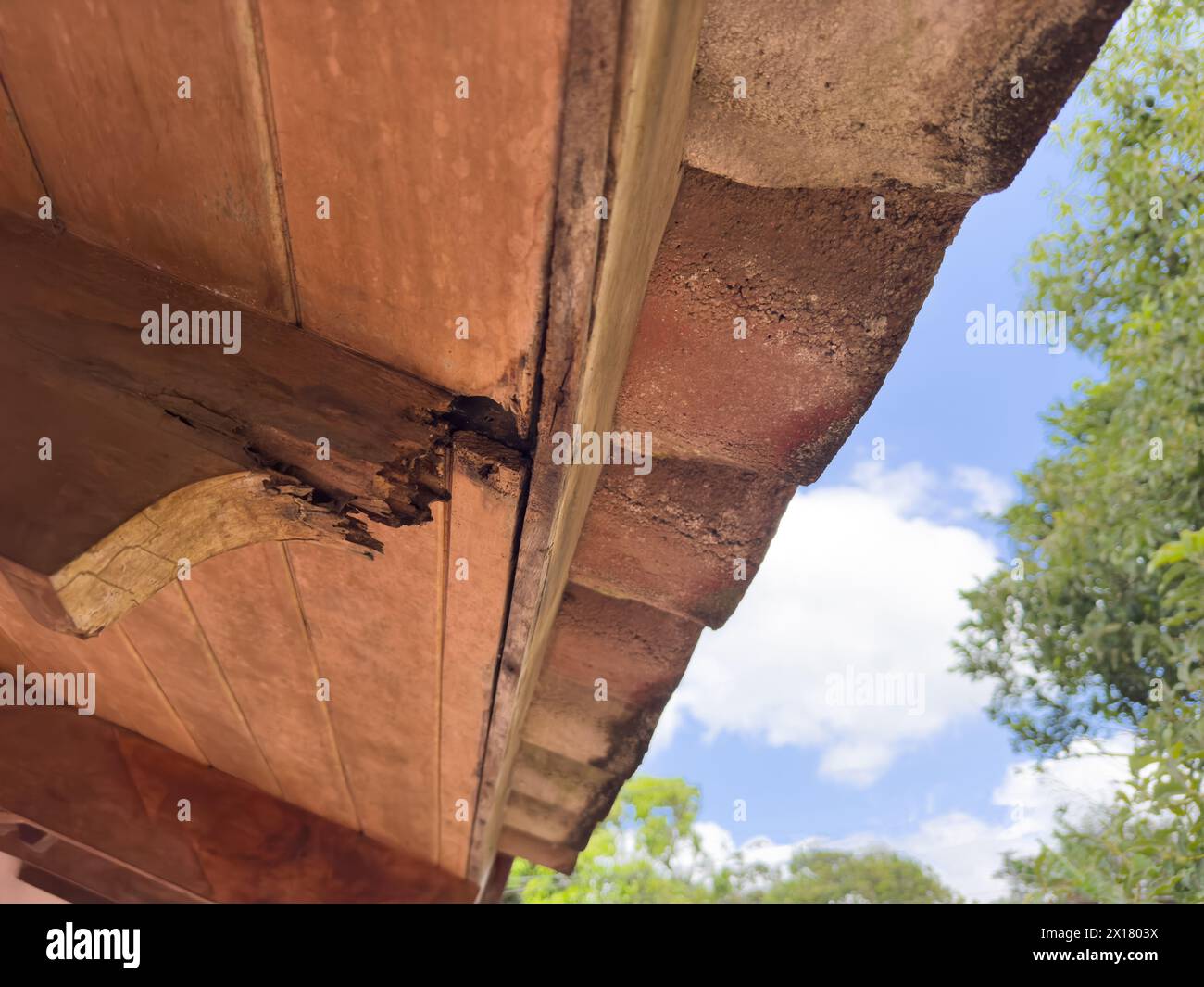 Beschädigter Holzbalken nach Termitenbissen Stockfoto