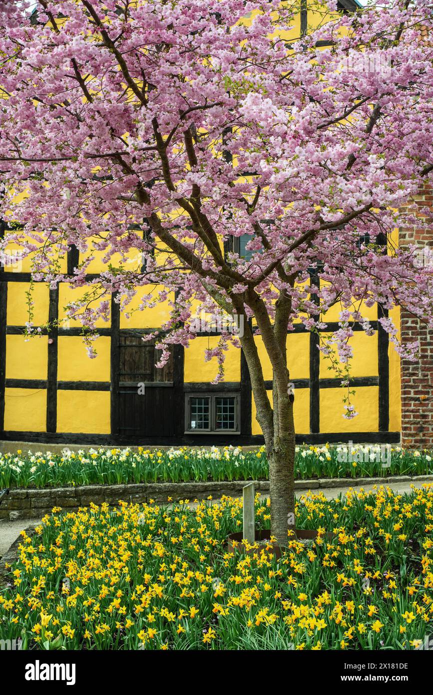 Blühende Winterkirsche (Prunus x subhirtella) 'Autmnalis' rosea im Fachwerkhaus in Ystad, Scania, Skane, Schweden, Skandinavien, Nordeuropa Stockfoto