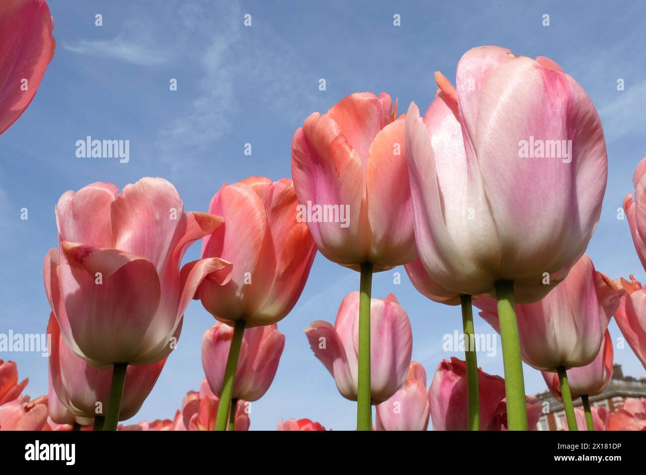 Lachsrosa Darwin HybridTulpe, Tulipa „Pink Impression“ in Blüte, mit blauem Himmel Hintergrund. Stockfoto