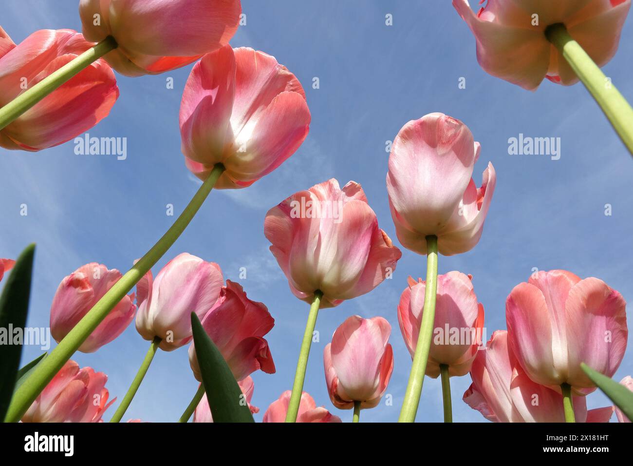 Lachsrosa Darwin HybridTulpe, Tulipa „Pink Impression“ in Blüte, mit blauem Himmel Hintergrund. Stockfoto