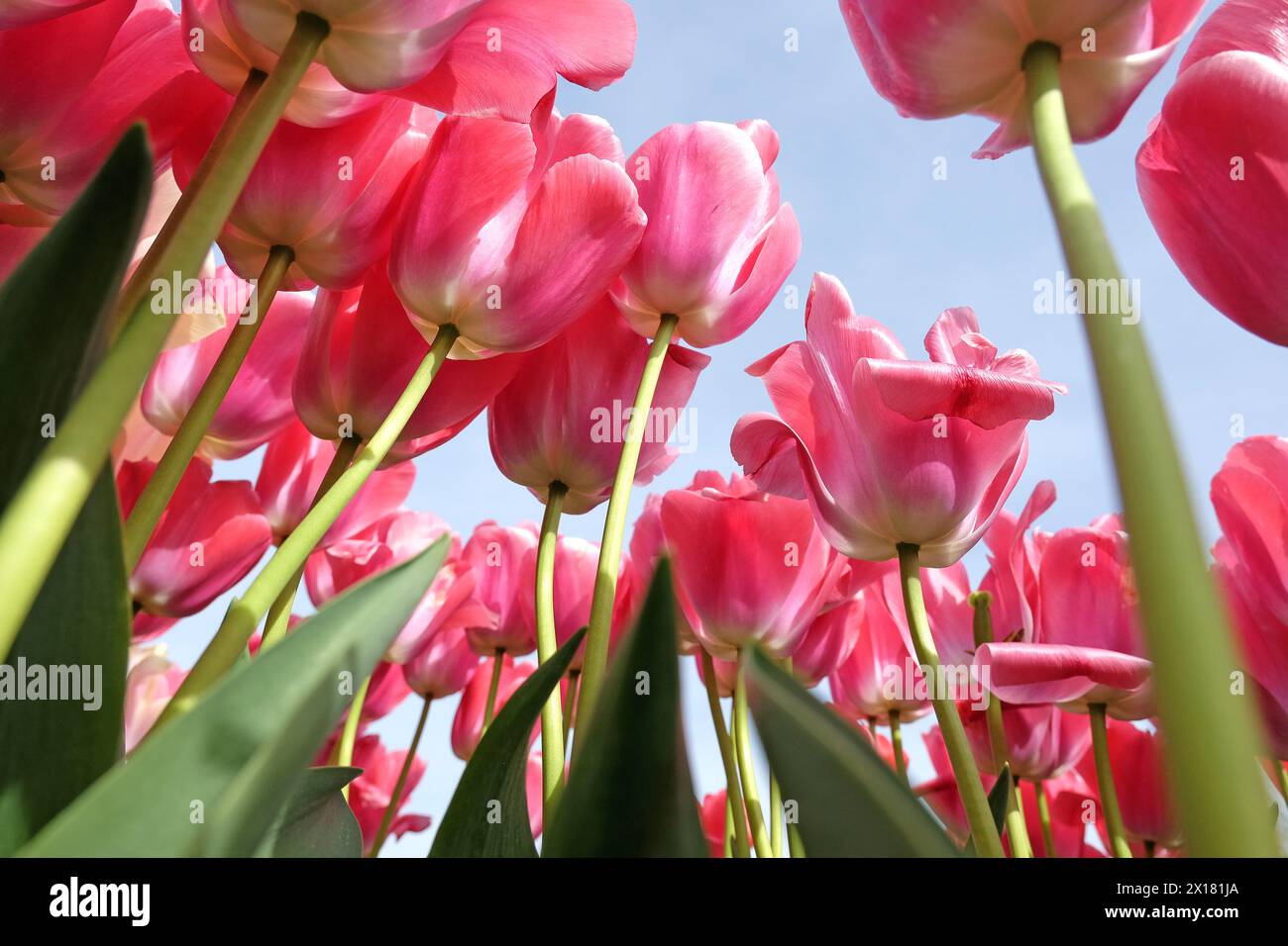 Lachsrosa Darwin HybridTulpe, Tulipa „Pink Impression“ in Blüte, mit blauem Himmel Hintergrund. Stockfoto