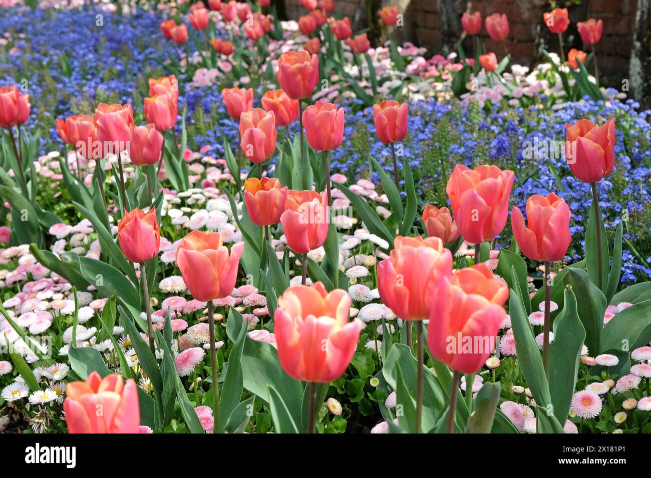 Aprikosenrosa Fosteriana Hybrid-Tulpe, Tulipa „Poco Loco“ in Blüte, naturalisiert in einem Bett aus Vergissme-Nöten. Stockfoto