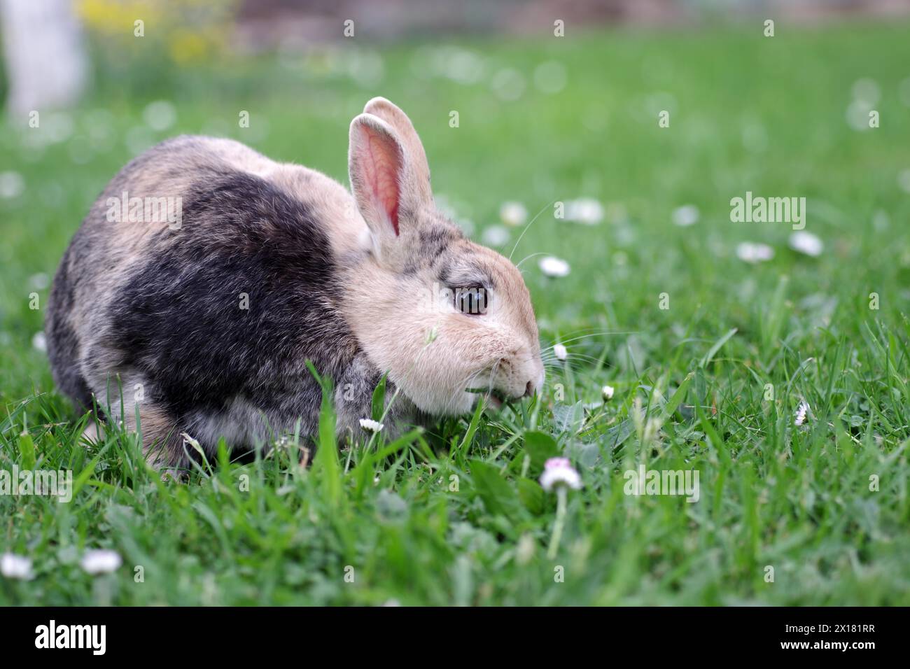 Kaninchen (Oryctolagus cuniculus domestica), Haustier, Gras, Essen, Nahaufnahme eines Kaninchens auf der Wiese. Das Tier frisst an frischem Gras Stockfoto