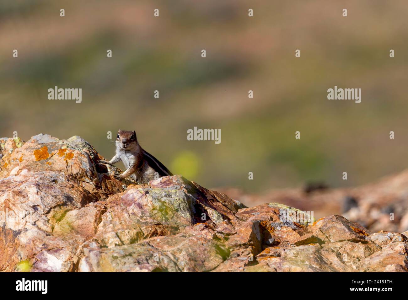 Eichhörnchen (Atlantoxerus getulus) oder Eichhörnchen mit Nordafrikanischer Borste, Fuerteventura, Kanarische Inseln, Spanien Stockfoto