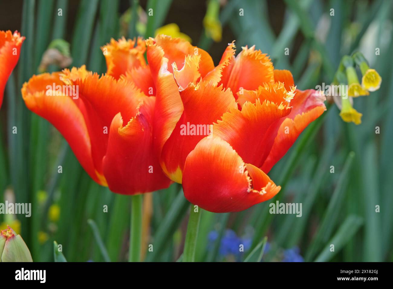 Orangefarbene und rote gefiederte Tulpe, Tulipa „Lambada“ in Blüte. Stockfoto