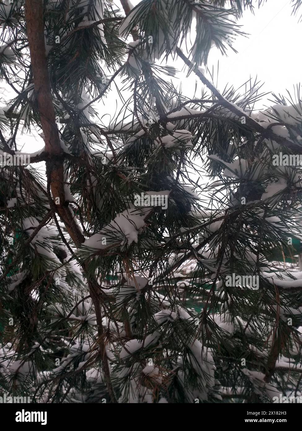 Winterhintergrund: Schneebedeckte Kiefernzweige Stockfoto