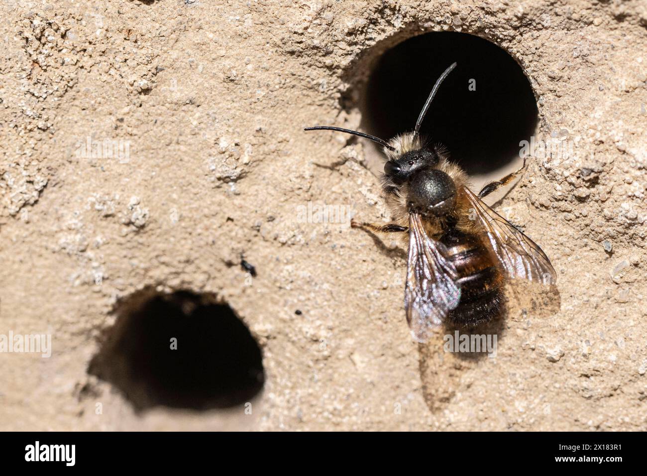 Rostige Maurerbiene (Osmia bicornis), Emsland, Niedersachsen, Deutschland Stockfoto