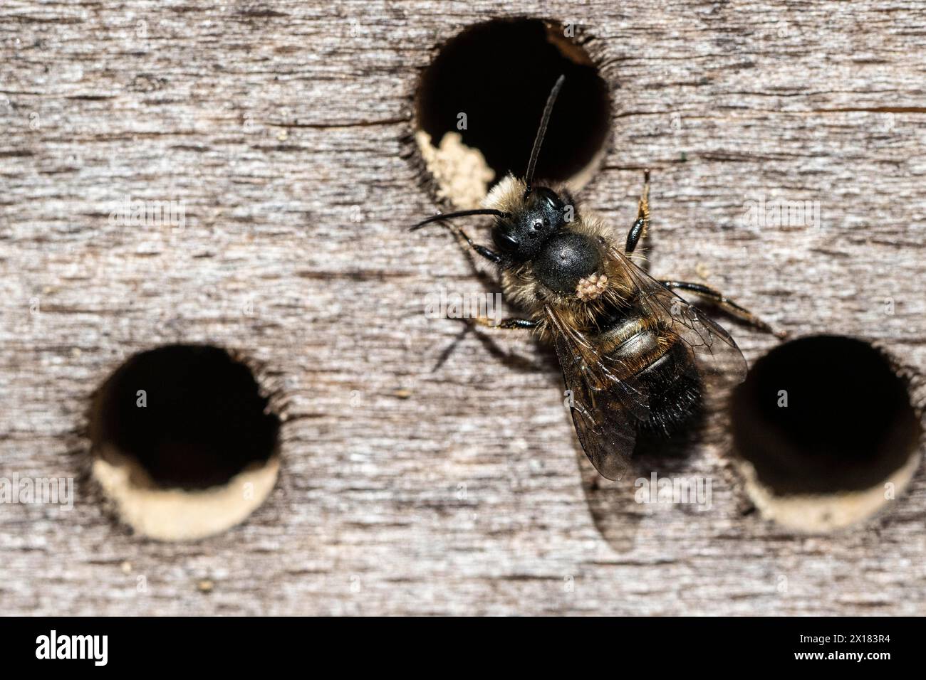 Rostige Maurerbiene (Osmia bicornis), Emsland, Niedersachsen, Deutschland Stockfoto