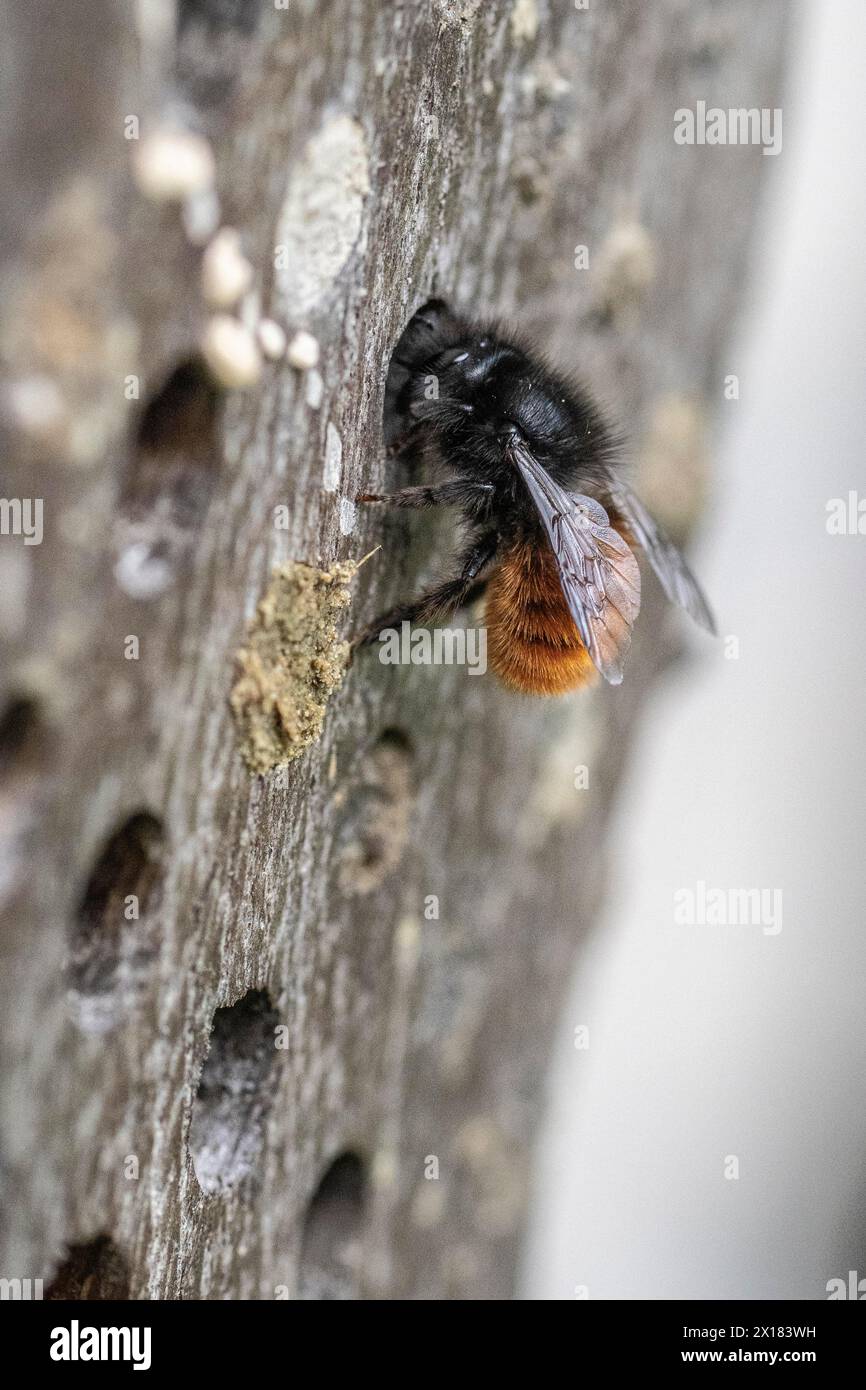 Hornface Bee (Osmia cornuta), Emsland, Niedersachsen, Deutschland Stockfoto