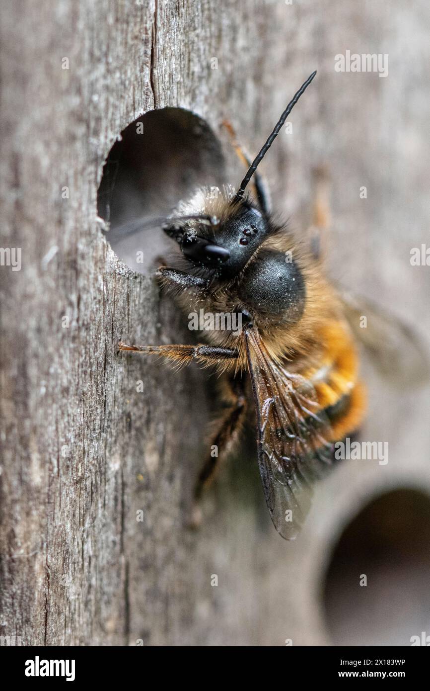 Rostige Maurerbiene (Osmia bicornis), Emsland, Niedersachsen, Deutschland Stockfoto