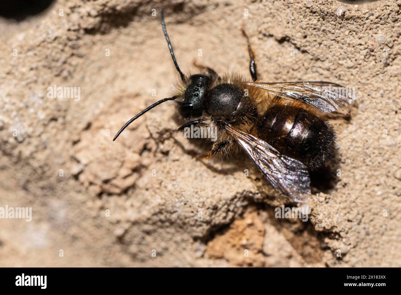 Rostige Maurerbiene (Osmia bicornis), Emsland, Niedersachsen, Deutschland Stockfoto