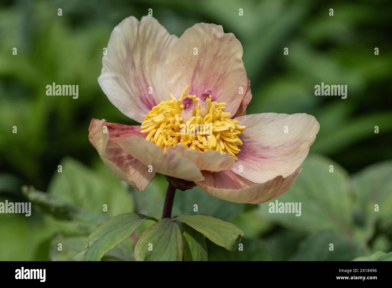 Kaukasische Pfingstrose (Paeonia mlokosewitschii), Emsland, Niedersachsen, Deutschland Stockfoto