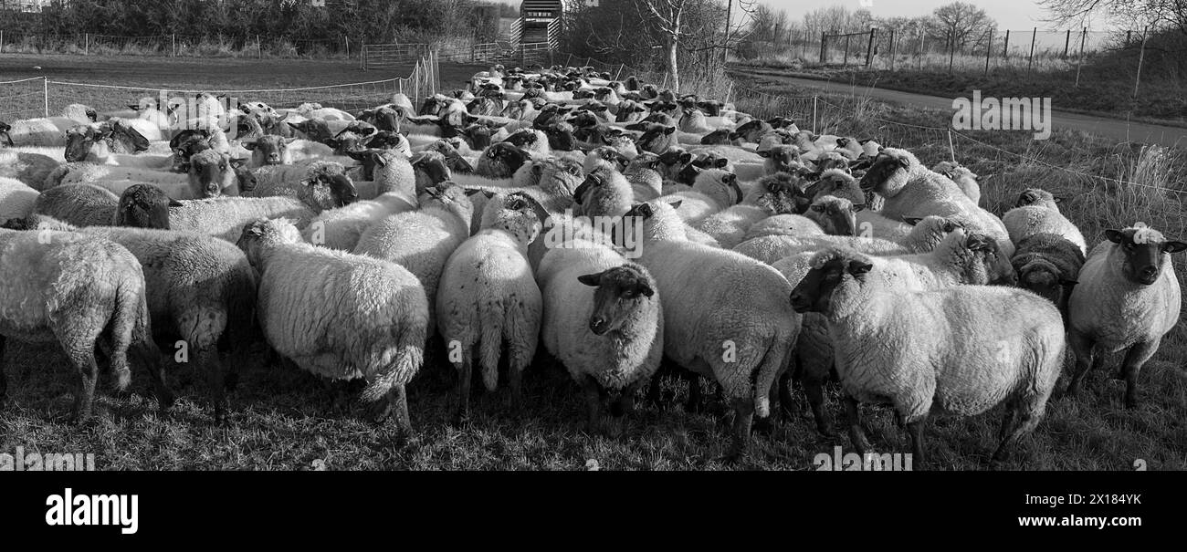 Schwarzköpfige Hausschafe (Ovis gmelini aries), die am frühen Morgen für die Verladung auf der Weide in Mecklenburg-Vorpommern, Deutschland, bestimmt wurden Stockfoto