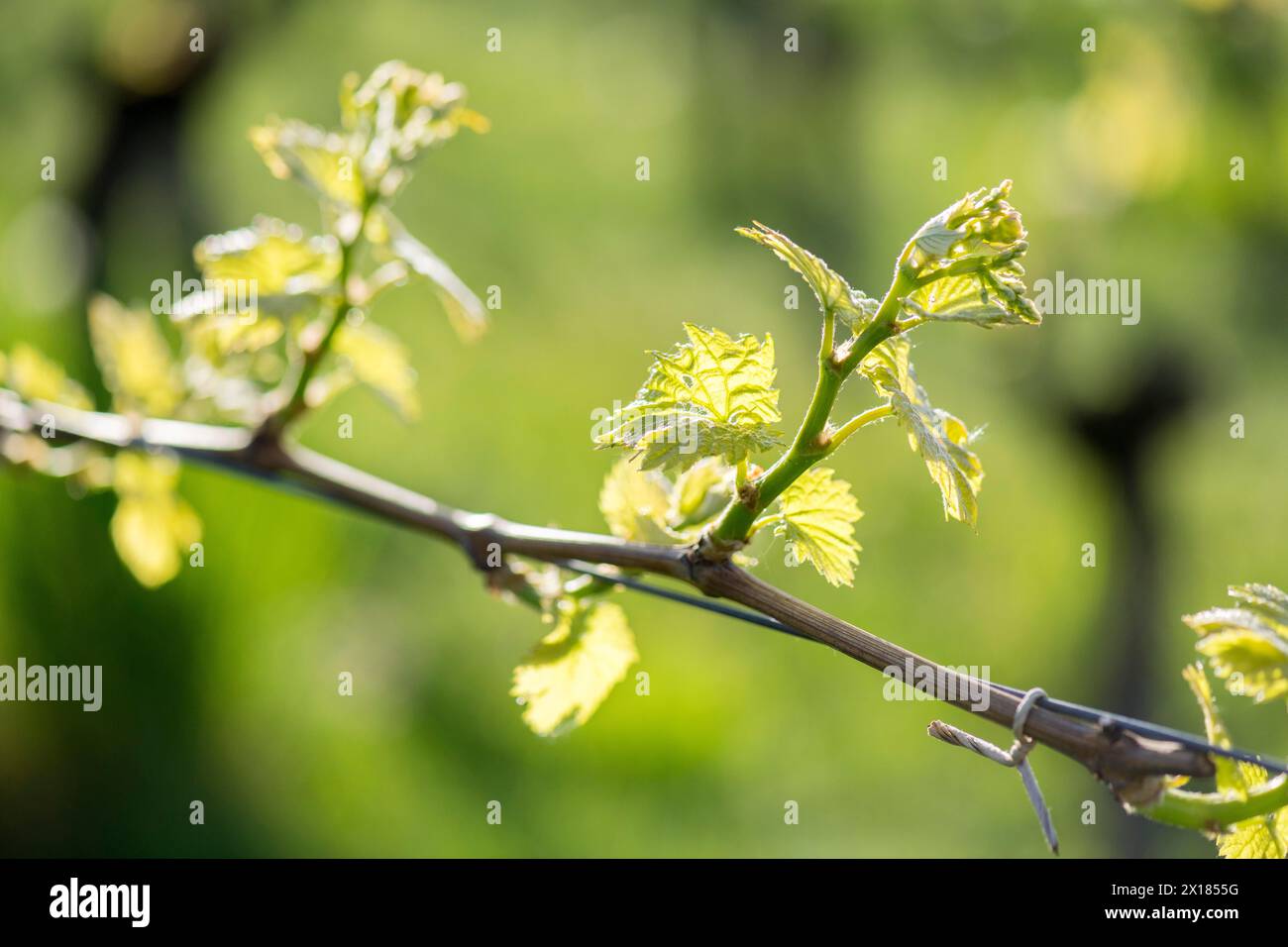 Junge Blätter einer Weinrebe im Frühjahr, Weinbau, Knospen, Triebe, Reben, Baden-Württemberg, Deutschland Stockfoto
