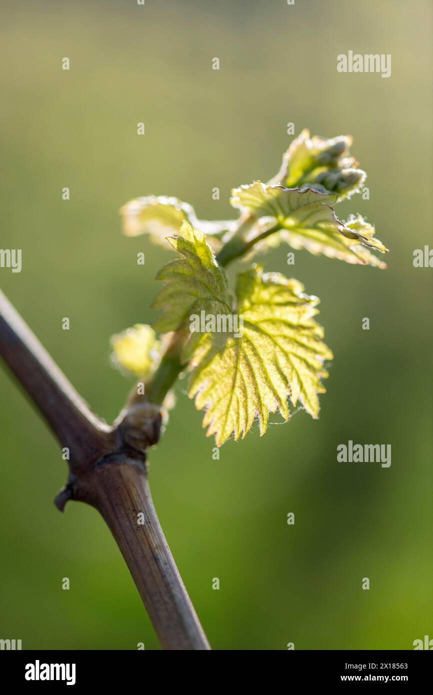 Junge Blätter einer Weinrebe im Frühjahr, Weinbau, Knospen, Triebe, Reben, Baden-Württemberg, Deutschland Stockfoto