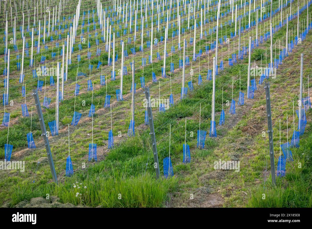 Rebberg, neu bepflanzt und kultiviert, Mulchen, ökologisch, Remstal, Baden-Württemberg, Deutschland Stockfoto