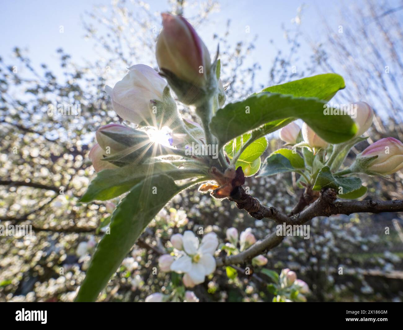 Apfelblüte, Sonne bricht durch Apfelblütenzweig, Leoben, Steiermark, Österreich Stockfoto