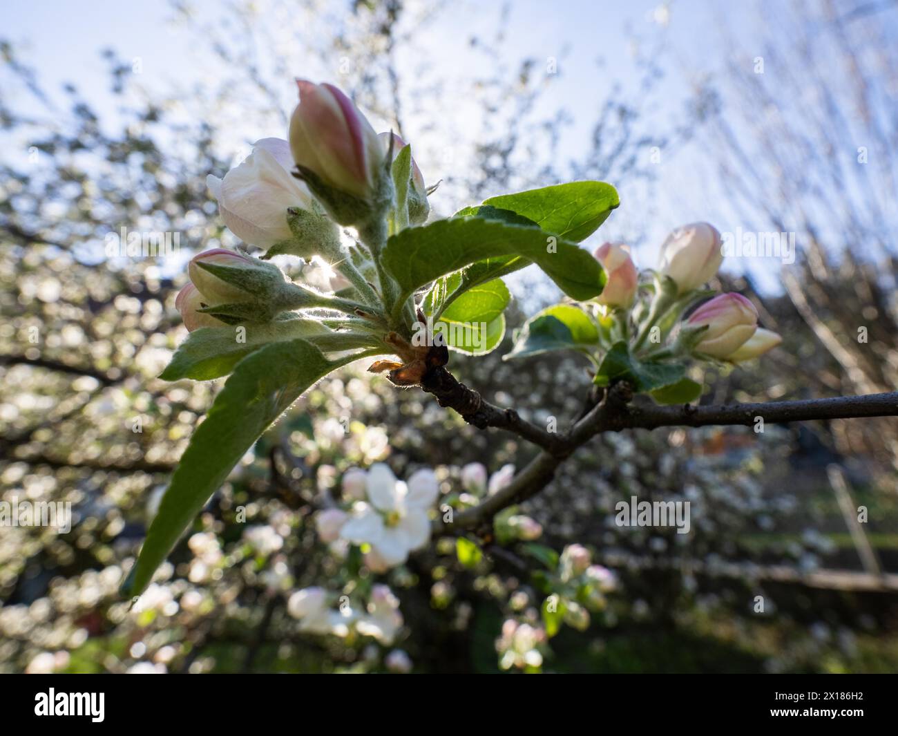 Apfelblüte, Apfelblütenzweig, Leoben, Steiermark, Österreich Stockfoto