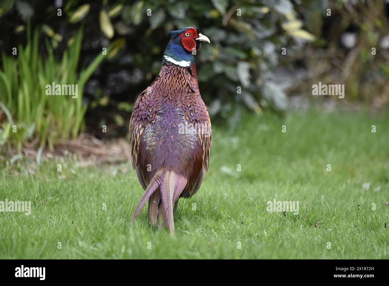 Nahaufnahme eines männlichen gewöhnlichen Fasans (Phasianus colchicus) mit Rücken zur Kamera und Kopf nach rechts gedreht, Walking Away on Grass, aufgenommen im April, Großbritannien Stockfoto
