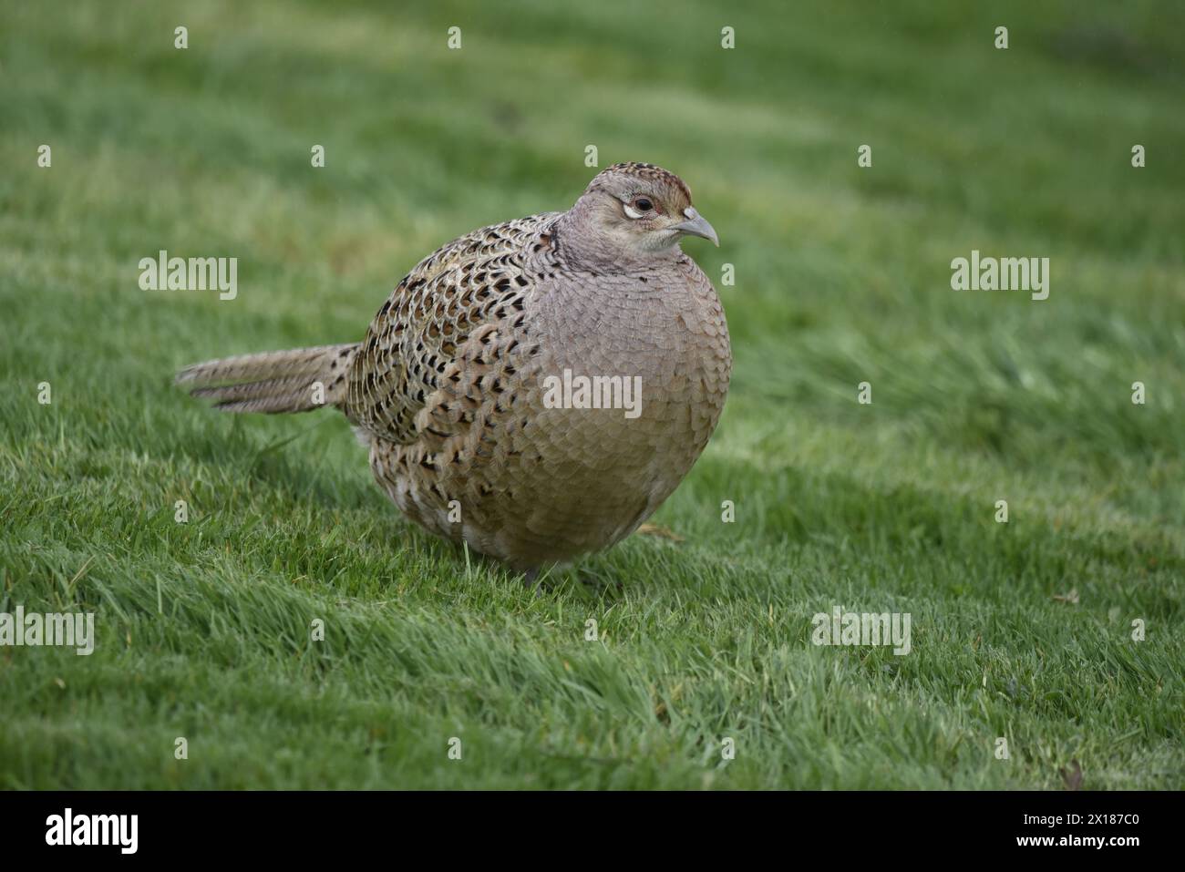 Nahaufnahme eines weiblichen Fasans (Phasianus colchicus) auf kurzem Gras, mit Blick auf das linke Auge auf der Kamera, aufgenommen im April in Mitte Wales, Großbritannien Stockfoto