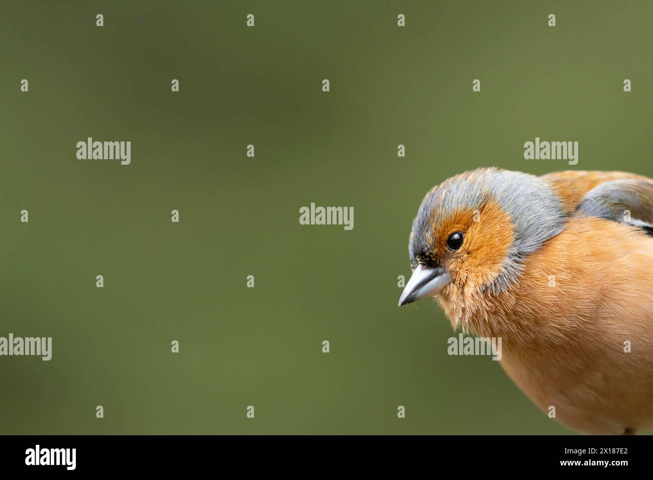 Porträt des männlichen Vogelkopfes, England, Vereinigtes Königreich Stockfoto