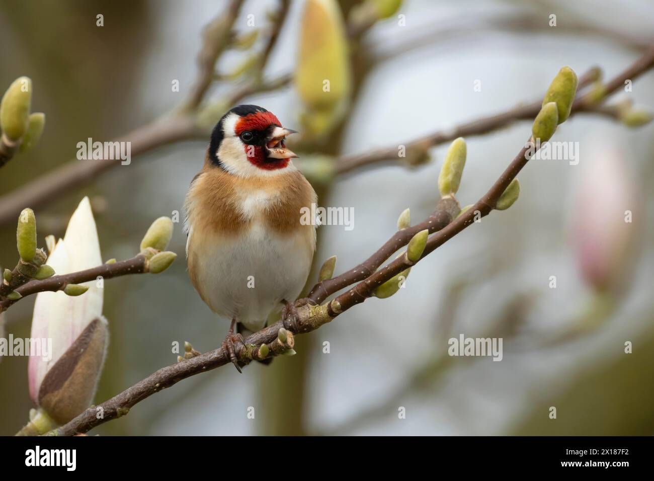Europäischer Goldfink (Carduelis carduelis), erwachsener Vogel, der auf einem Garten singt Magnolienbaum mit Blüte im Frühjahr, England, Vereinigtes Königreich Stockfoto
