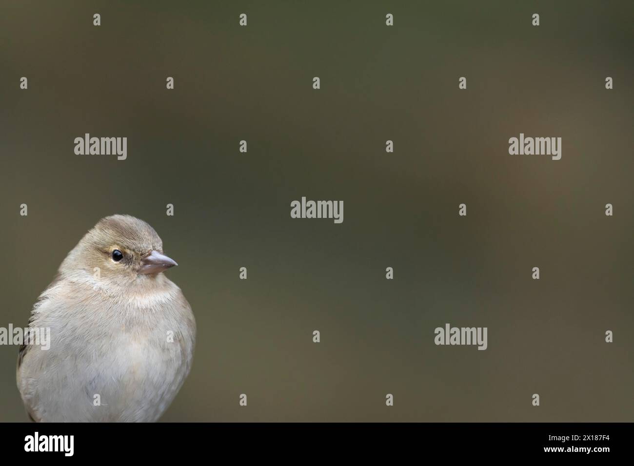 Porträt des weiblichen Vogelkopfes, England, Vereinigtes Königreich Stockfoto