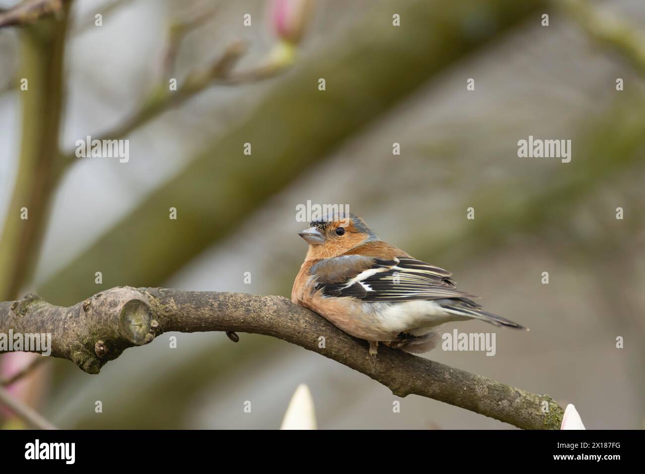 Eurasischer Buchfink (Fringilla coelebs) ausgewachsener männlicher Vogel auf einem Baumzweig, England, Vereinigtes Königreich Stockfoto