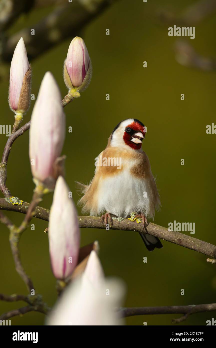 Europäischer Goldfink (Carduelis carduelis), erwachsener Vogel, der auf einem Garten singt Magnolienbaum mit Blüte im Frühjahr, England, Vereinigtes Königreich Stockfoto