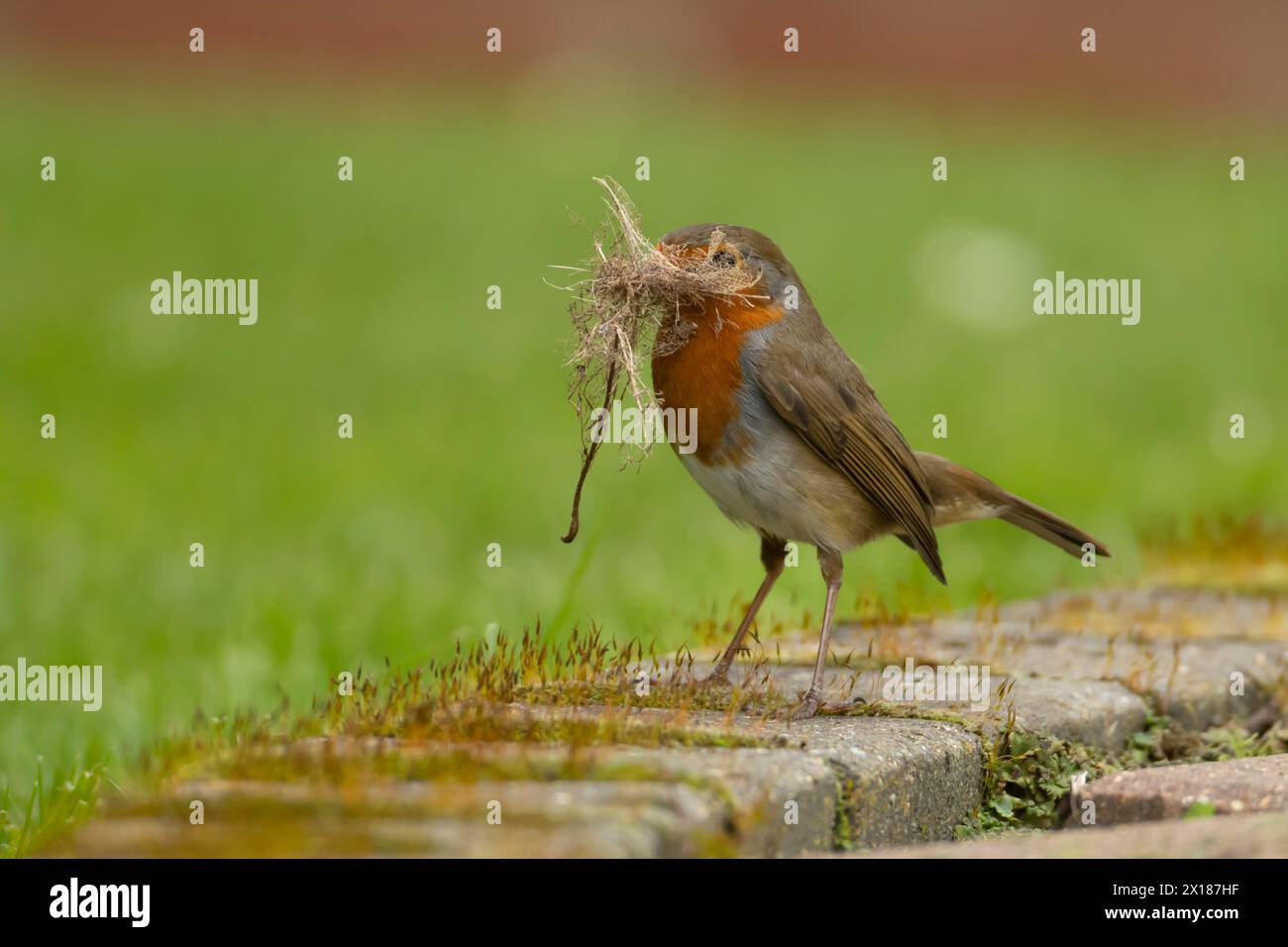 Europäischer robin (Erithacus rubecula) ausgewachsener Vogel in einem Garten mit Nistmaterial im Schnabel im Frühjahr, England, Vereinigtes Königreich Stockfoto