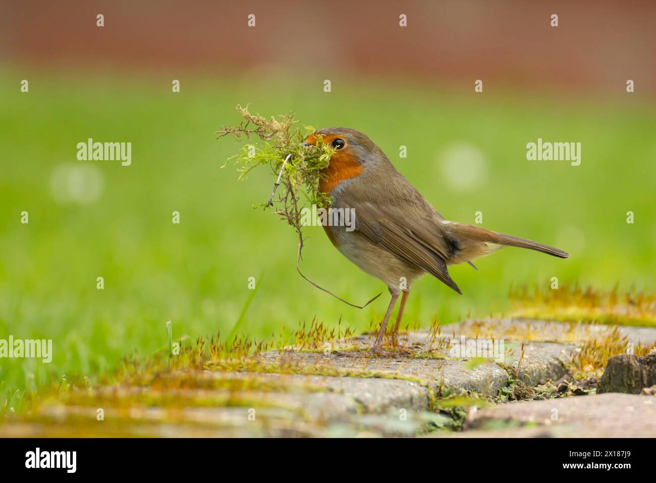 Europäischer robin (Erithacus rubecula) ausgewachsener Vogel in einem Garten mit Nistmaterial im Schnabel im Frühjahr, England, Vereinigtes Königreich Stockfoto