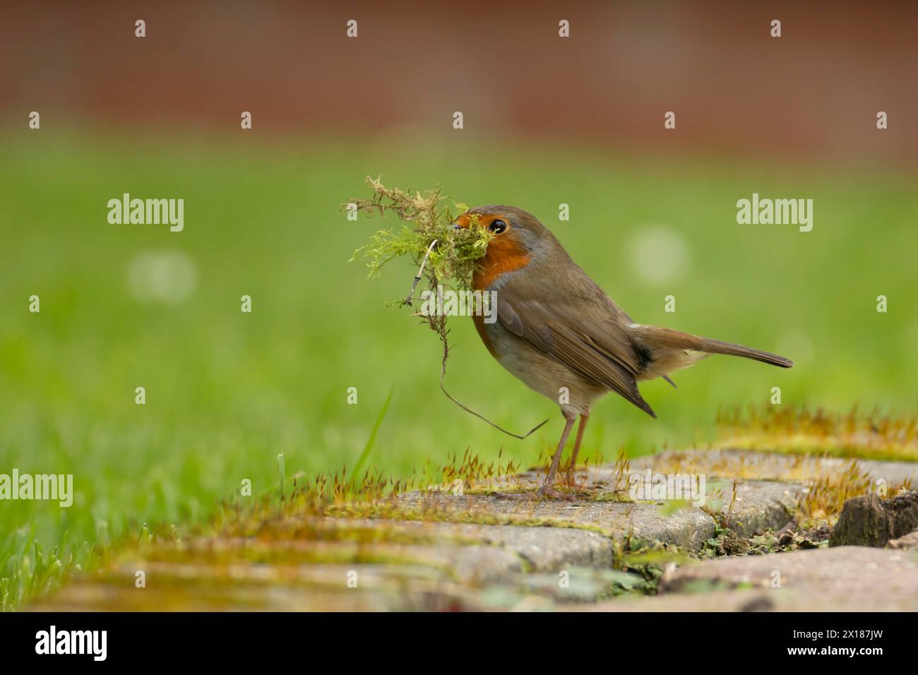 Europäischer robin (Erithacus rubecula) ausgewachsener Vogel in einem Garten mit Nistmaterial im Schnabel im Frühjahr, England, Vereinigtes Königreich Stockfoto