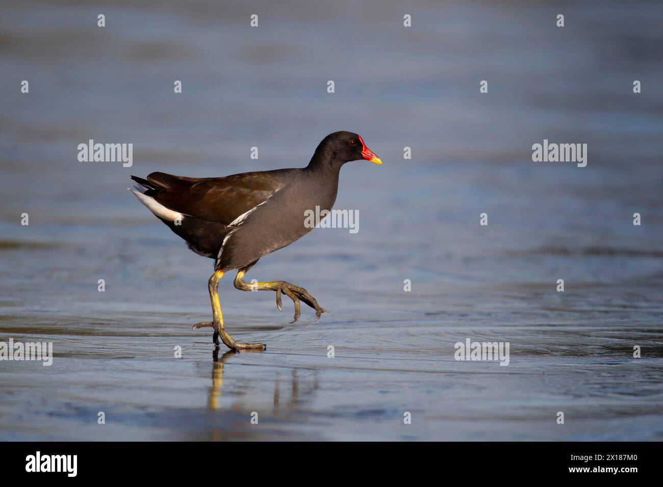 Gemeine Moorhe (Gallinula chloropus), erwachsener Vogel, der im Winter auf Eis eines gefrorenen Teichs spaziert, England, Vereinigtes Königreich Stockfoto