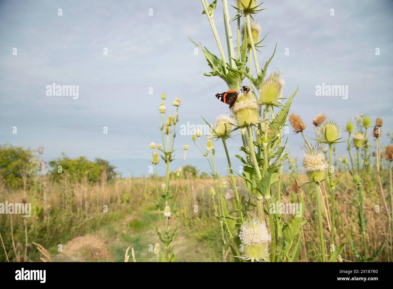 Roter Admiral-Schmetterling (Vanessa atalanta) und Hummel (Bombus terrestris) fressen Teasel Dipsacus fullonum Blüten, Lincolnshire Stockfoto